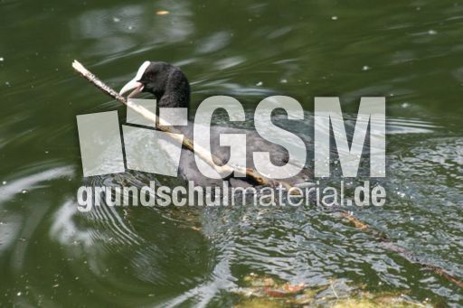 Blässhuhn-4 015.jpg